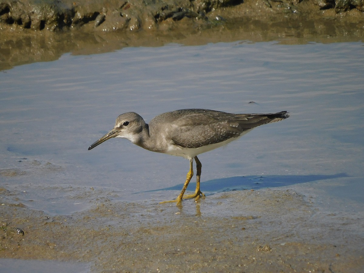 Gray-tailed Tattler - ML646778836