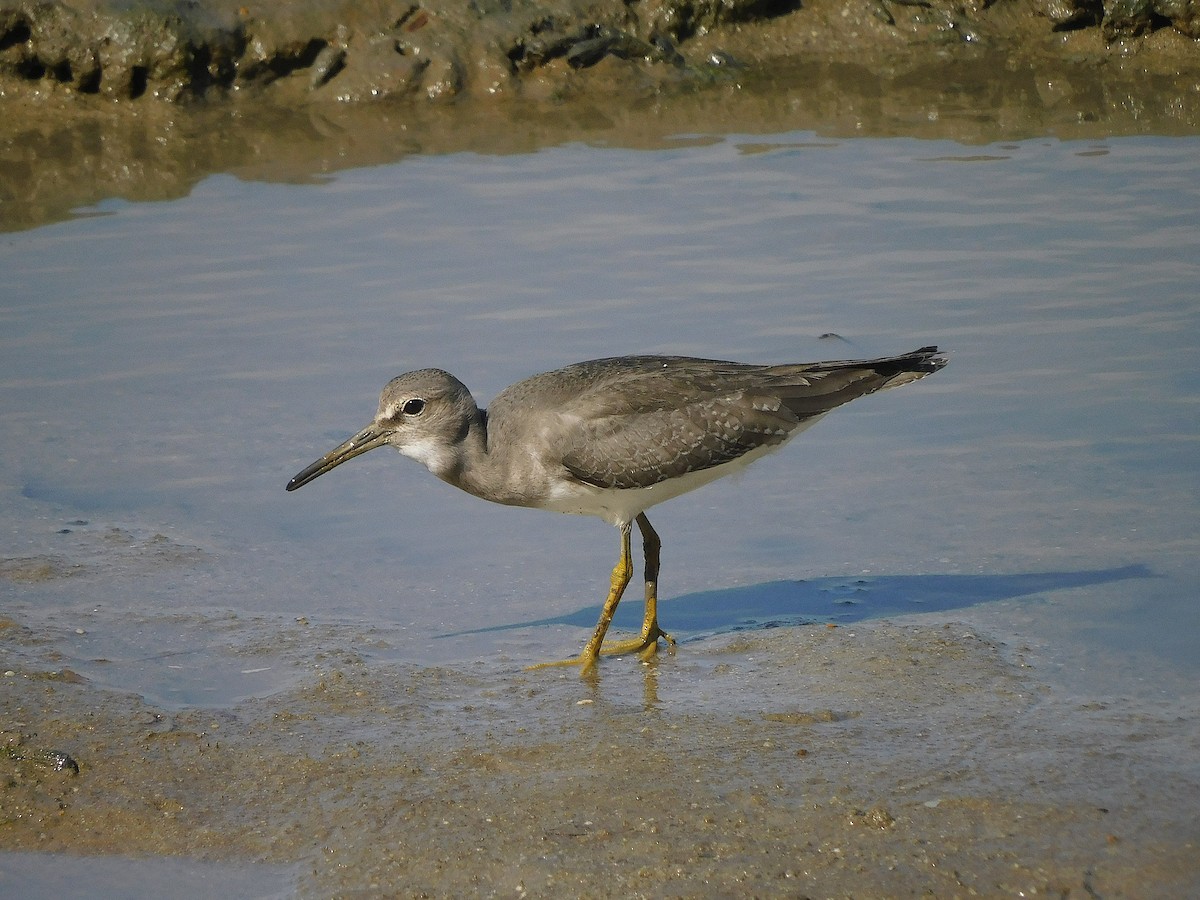 Gray-tailed Tattler - ML646778837