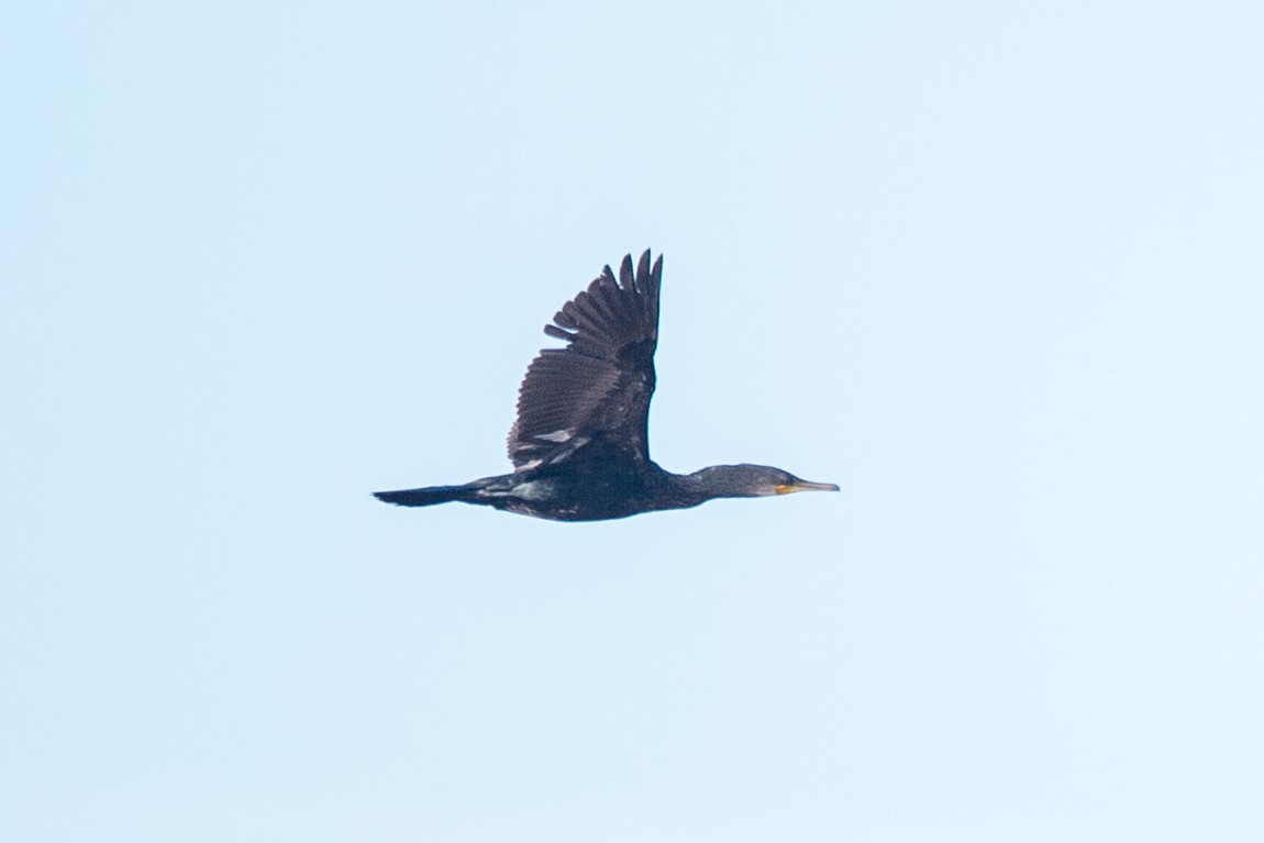 Indian Cormorant - ML646778838