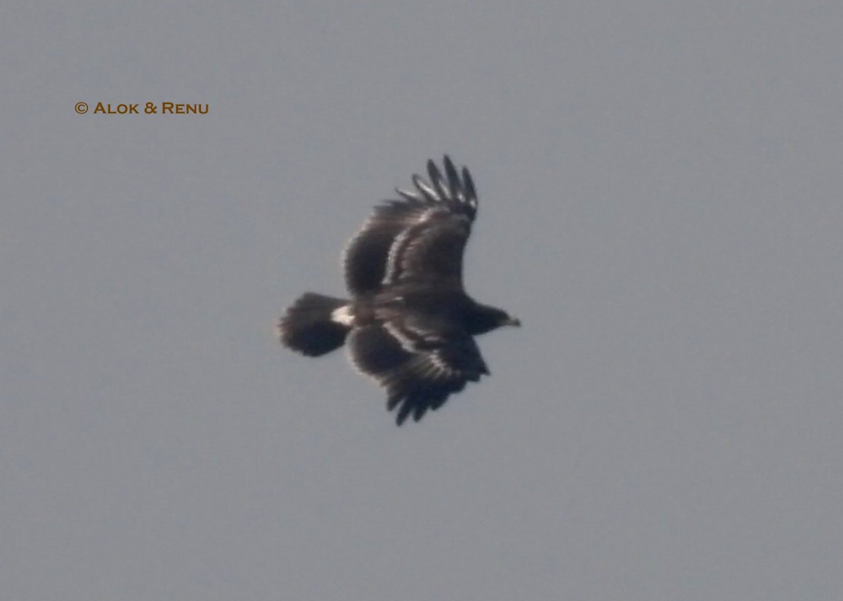 Schelladler - ML646778841