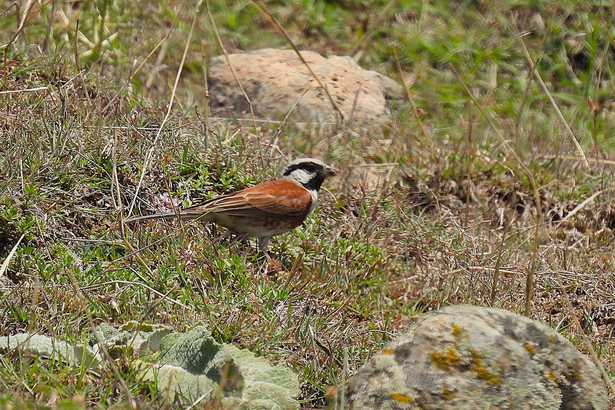 White-capped Bunting - ML646778843