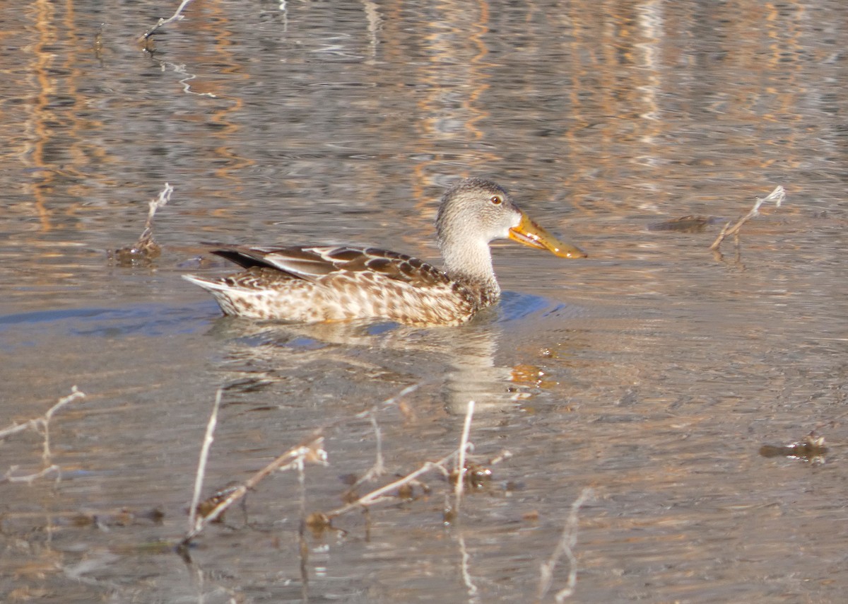 Canard souchet - ML646778844