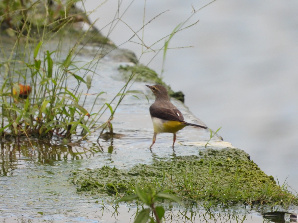 vintererle - ML646778845