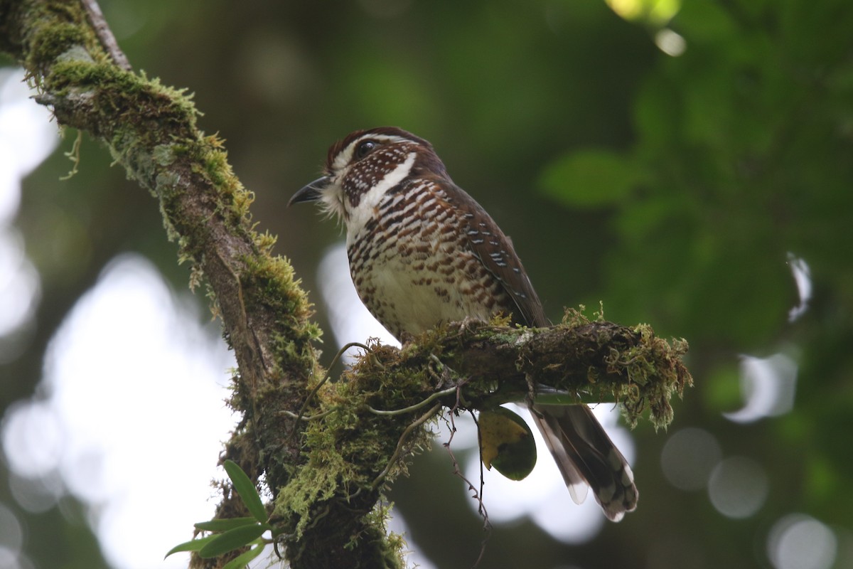 Short-legged Ground-Roller - ML646778847