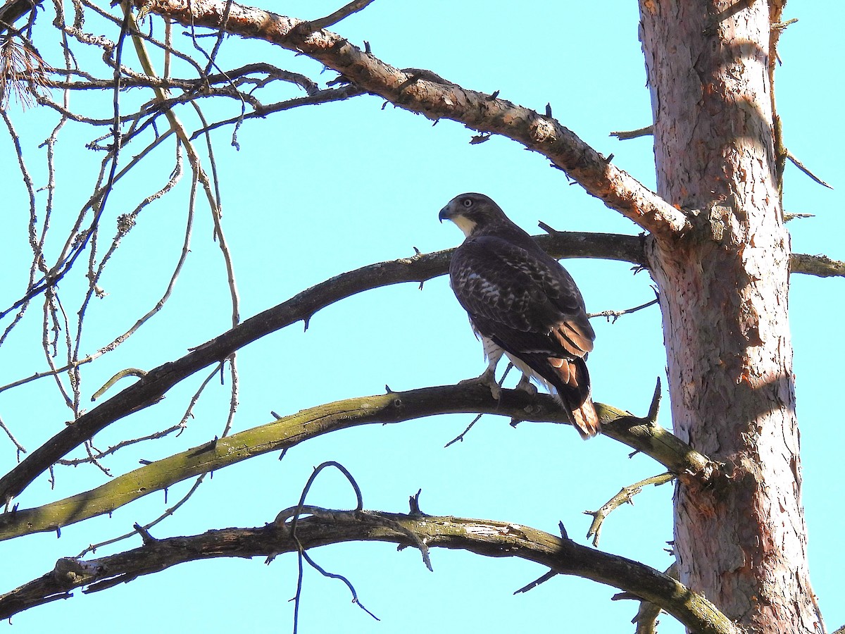 Rotschwanzbussard - ML646778848