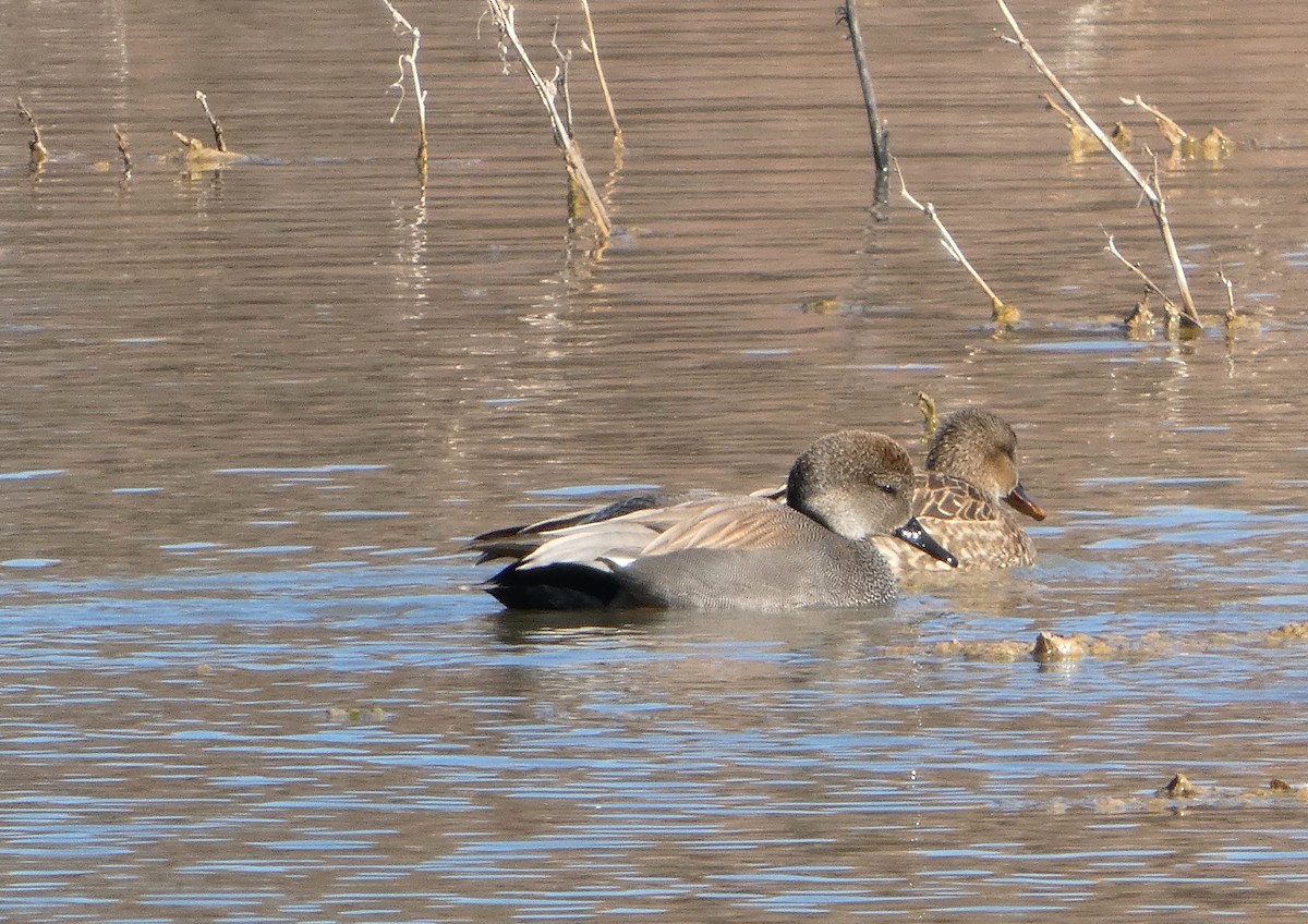 Canard chipeau - ML646778850