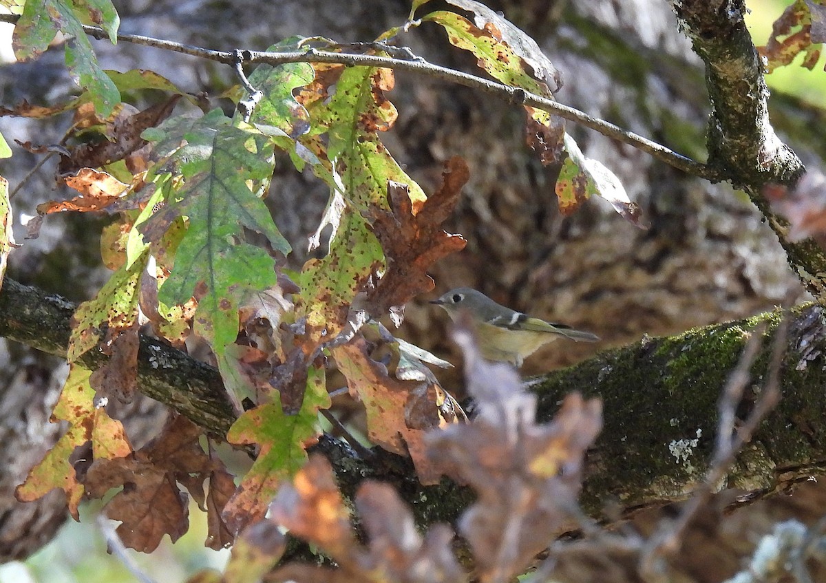 Ruby-crowned Kinglet - ML646778851