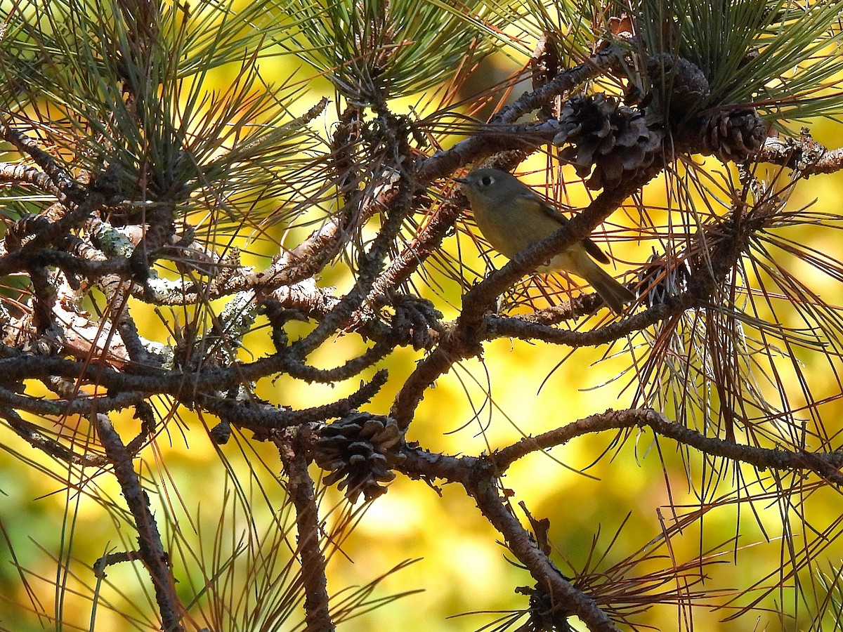 Ruby-crowned Kinglet - ML646778852