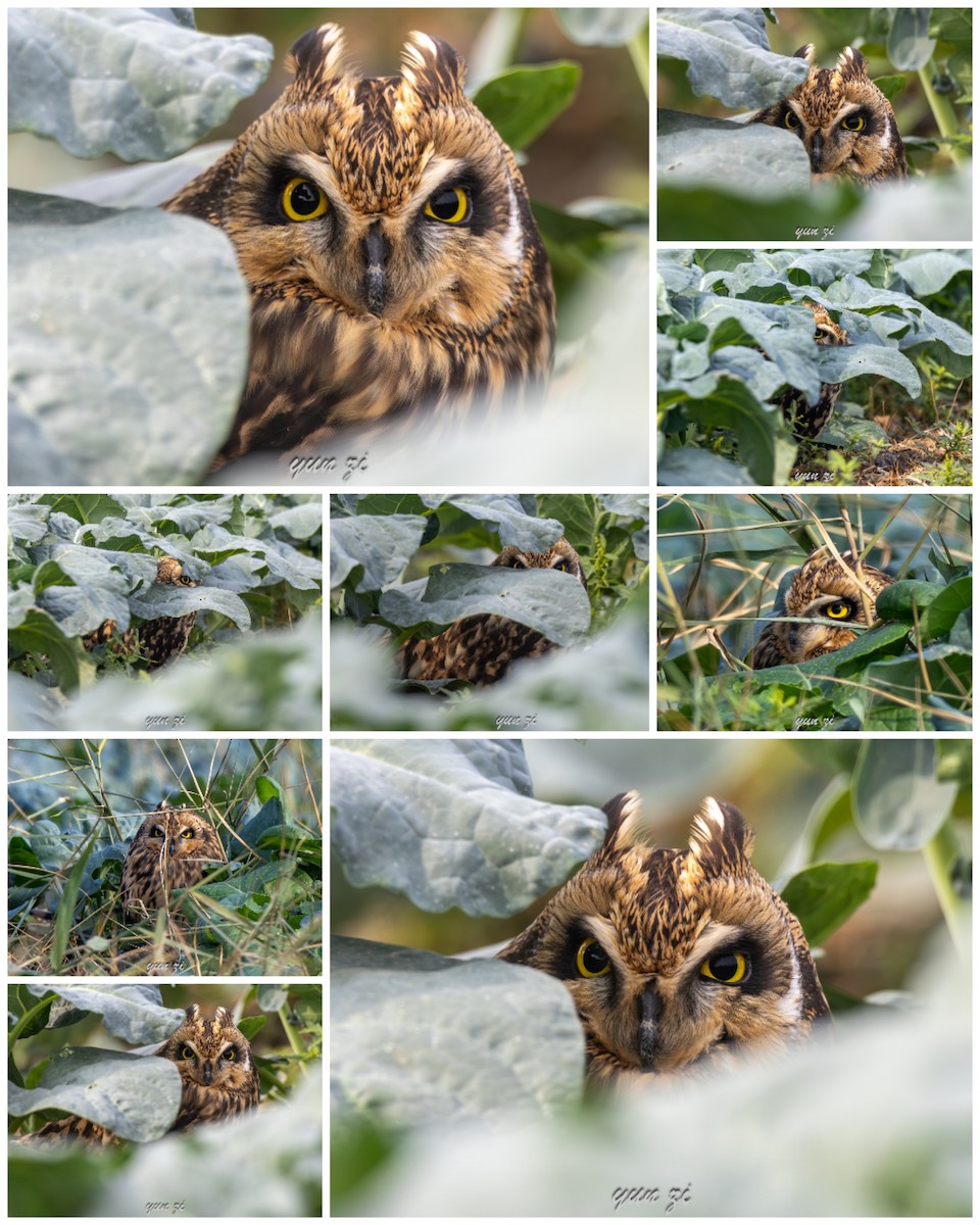 ינשוף שדות (צפוני) - ML646778853