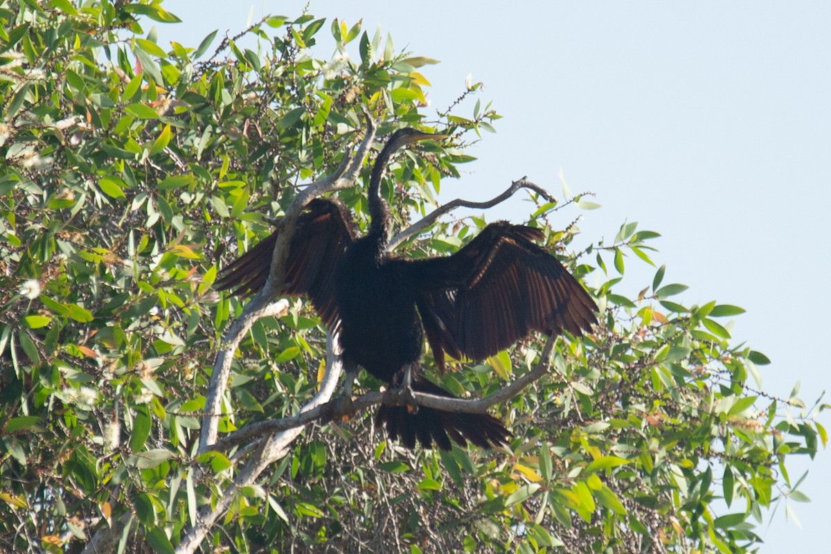 Oriental Darter - ML646778855