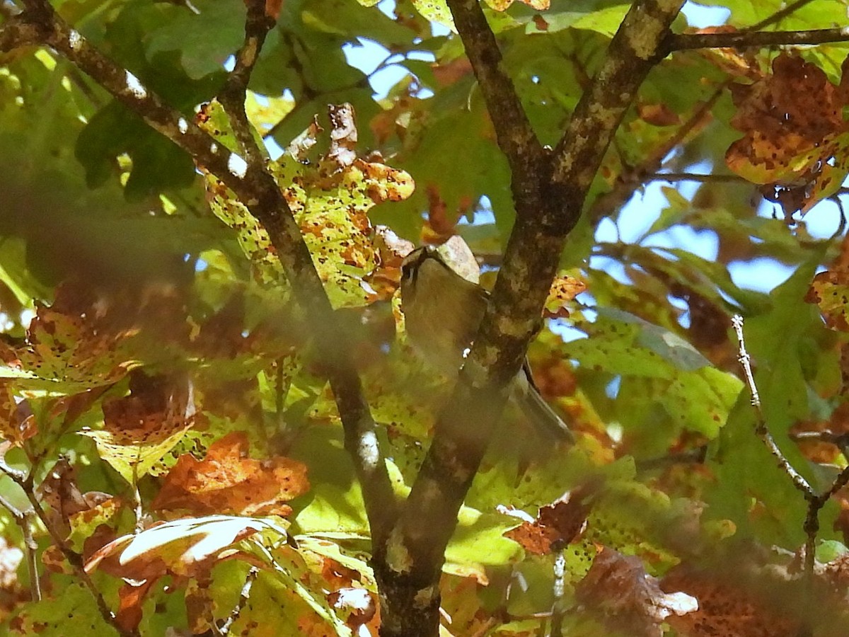 Erregetxo amerikarra - ML646778856