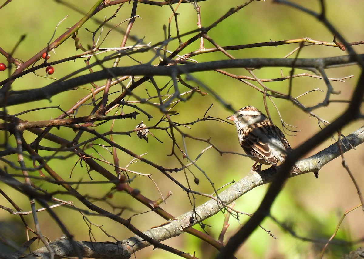 Schwirrammer - ML646778858