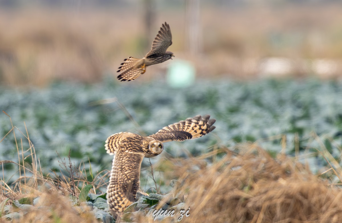 ינשוף שדות (צפוני) - ML646778860