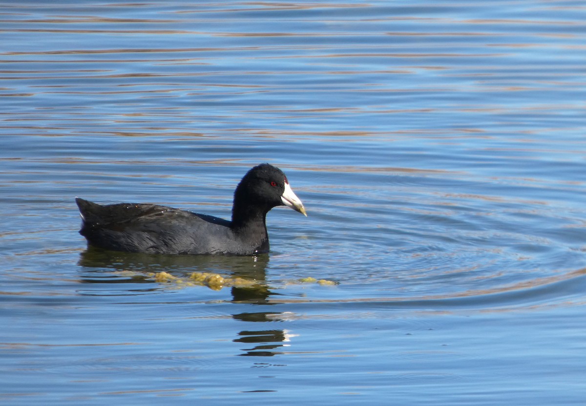Foulque d'Amérique - ML646778861