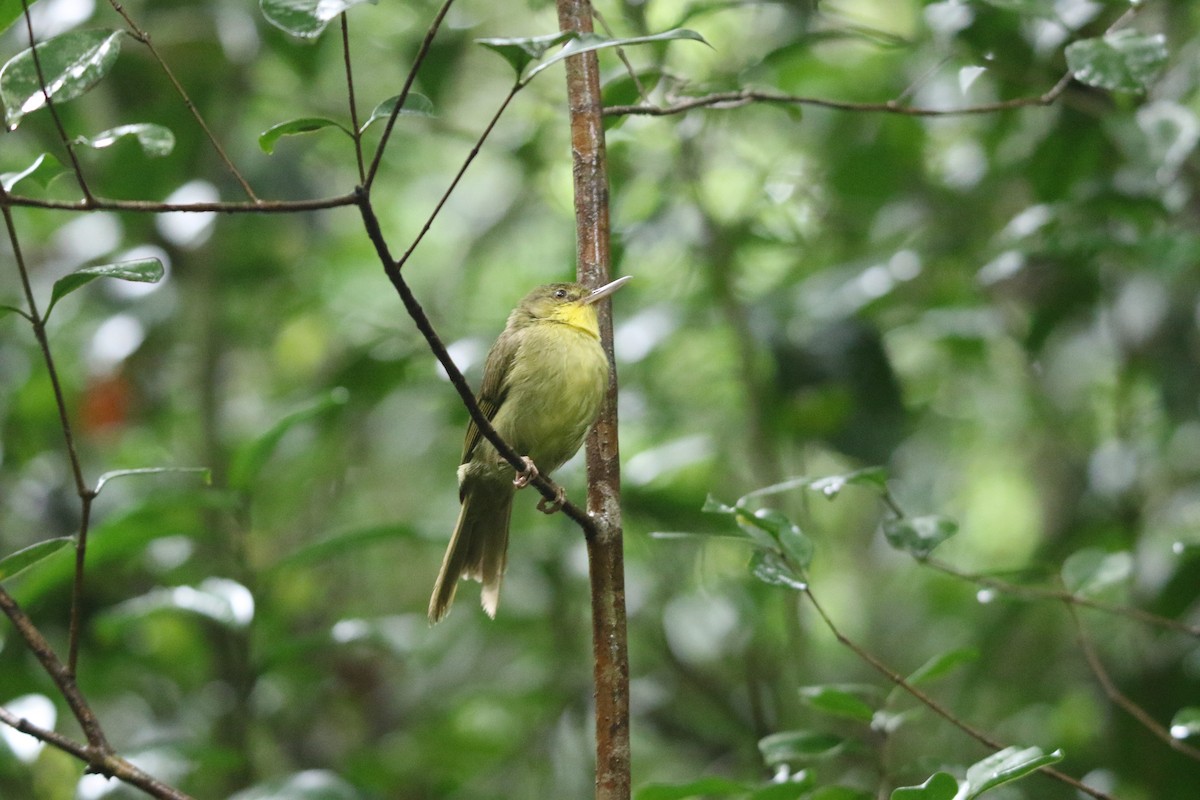 Long-billed Bernieria - ML646778863