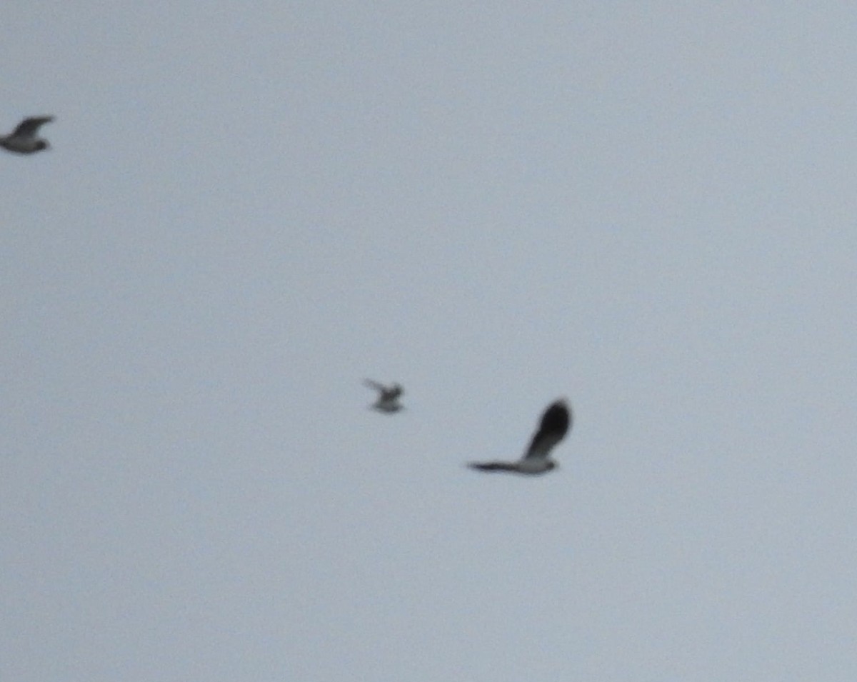 Dunlin - ML646778867