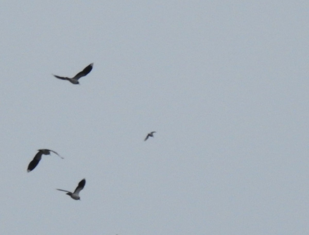 Dunlin - ML646778868