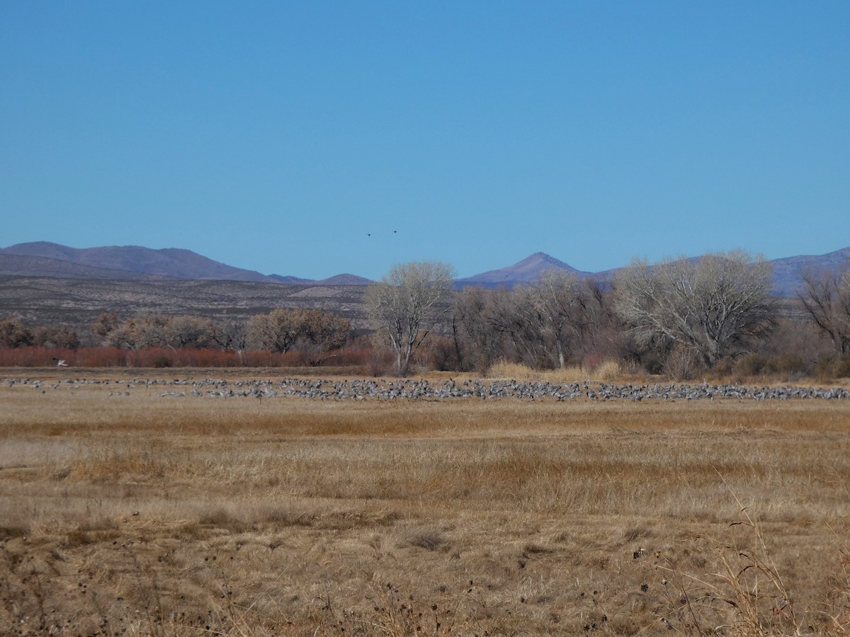 Grue du Canada - ML646778871