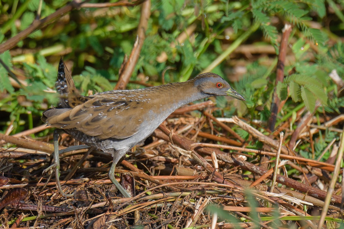 Baillon's Crake - ML646778873