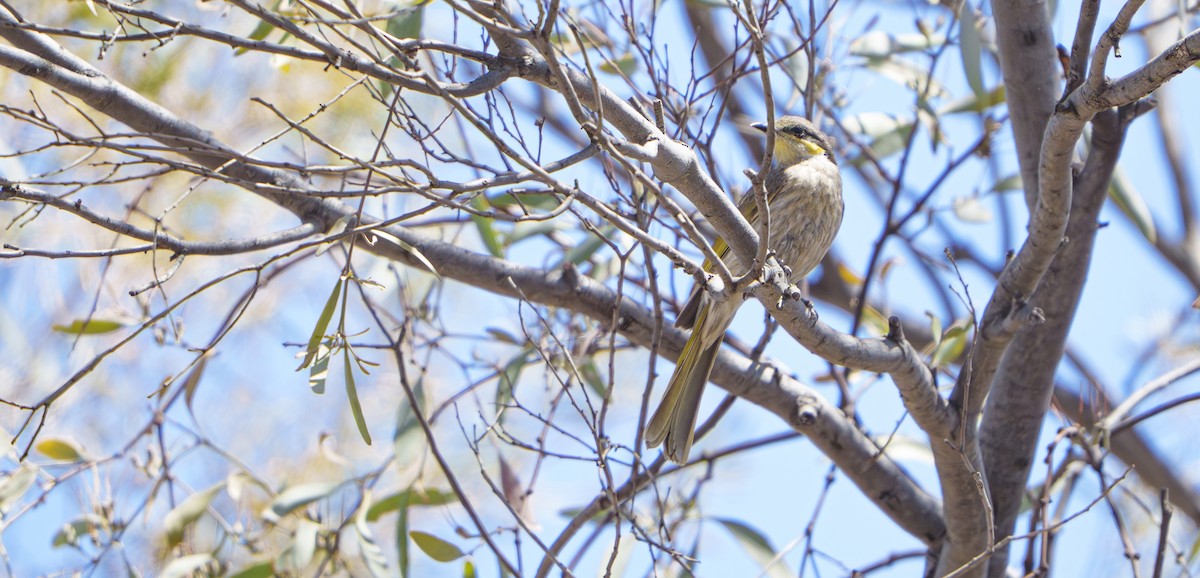 Singing Honeyeater - ML646778874