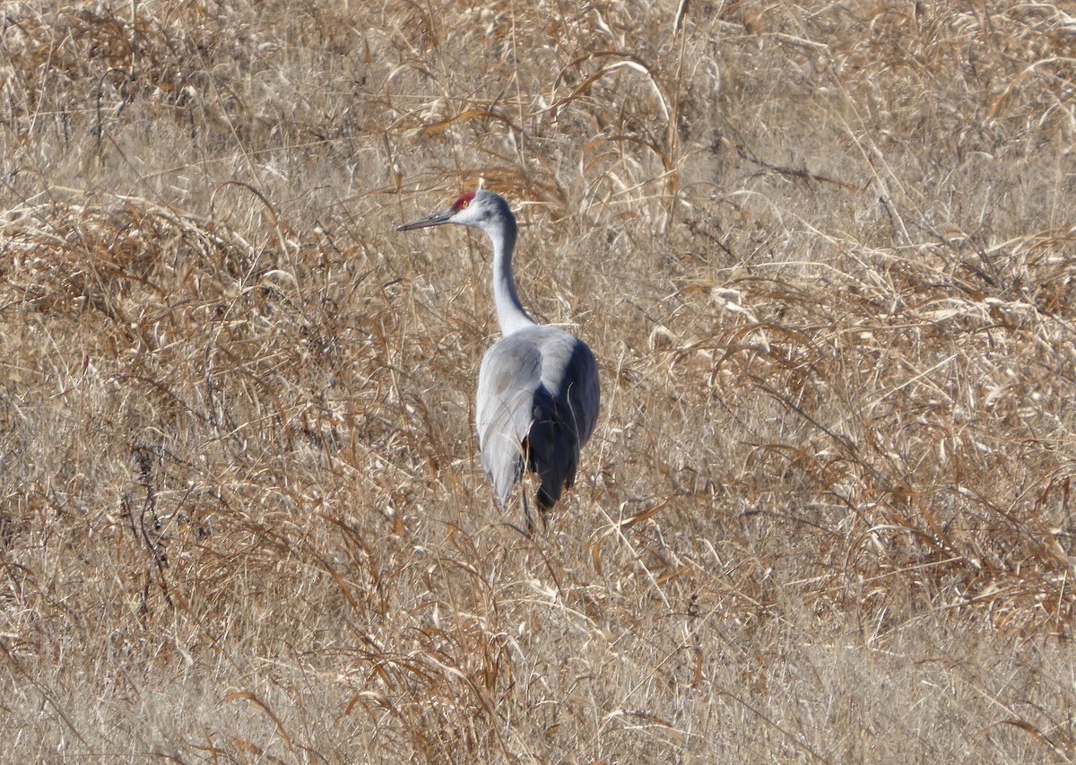Grue du Canada - ML646778875