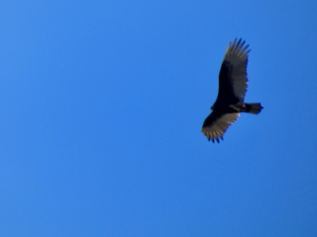 Turkey Vulture - ML646778876