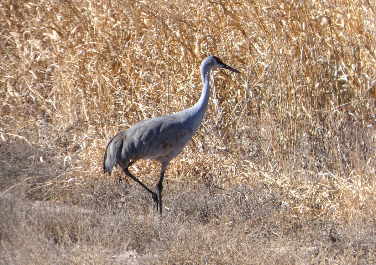 Grue du Canada - ML646778877