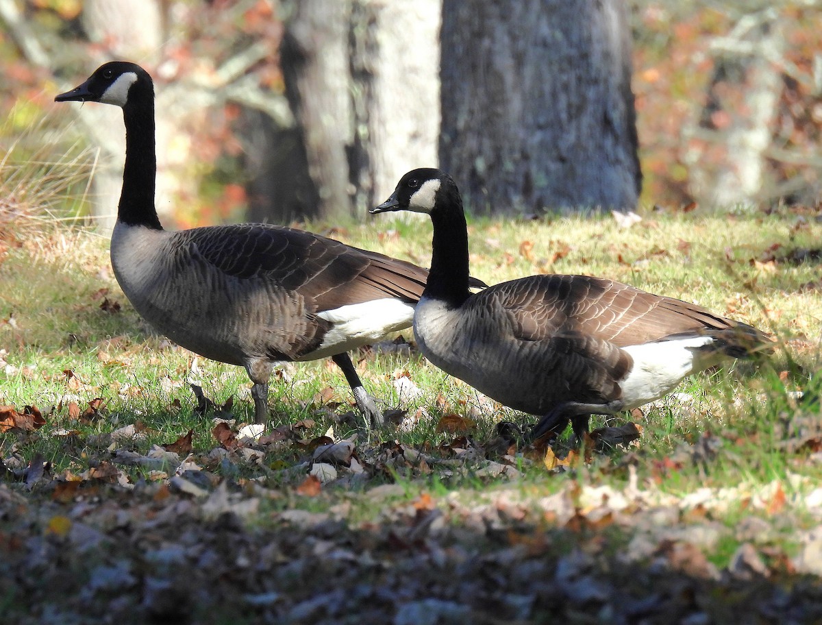 Kanadagans - ML646778890