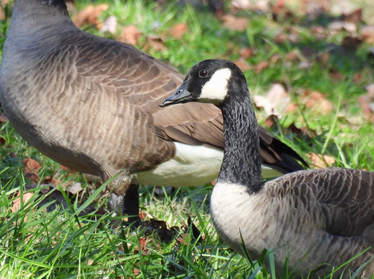 Kanadagans - ML646778891