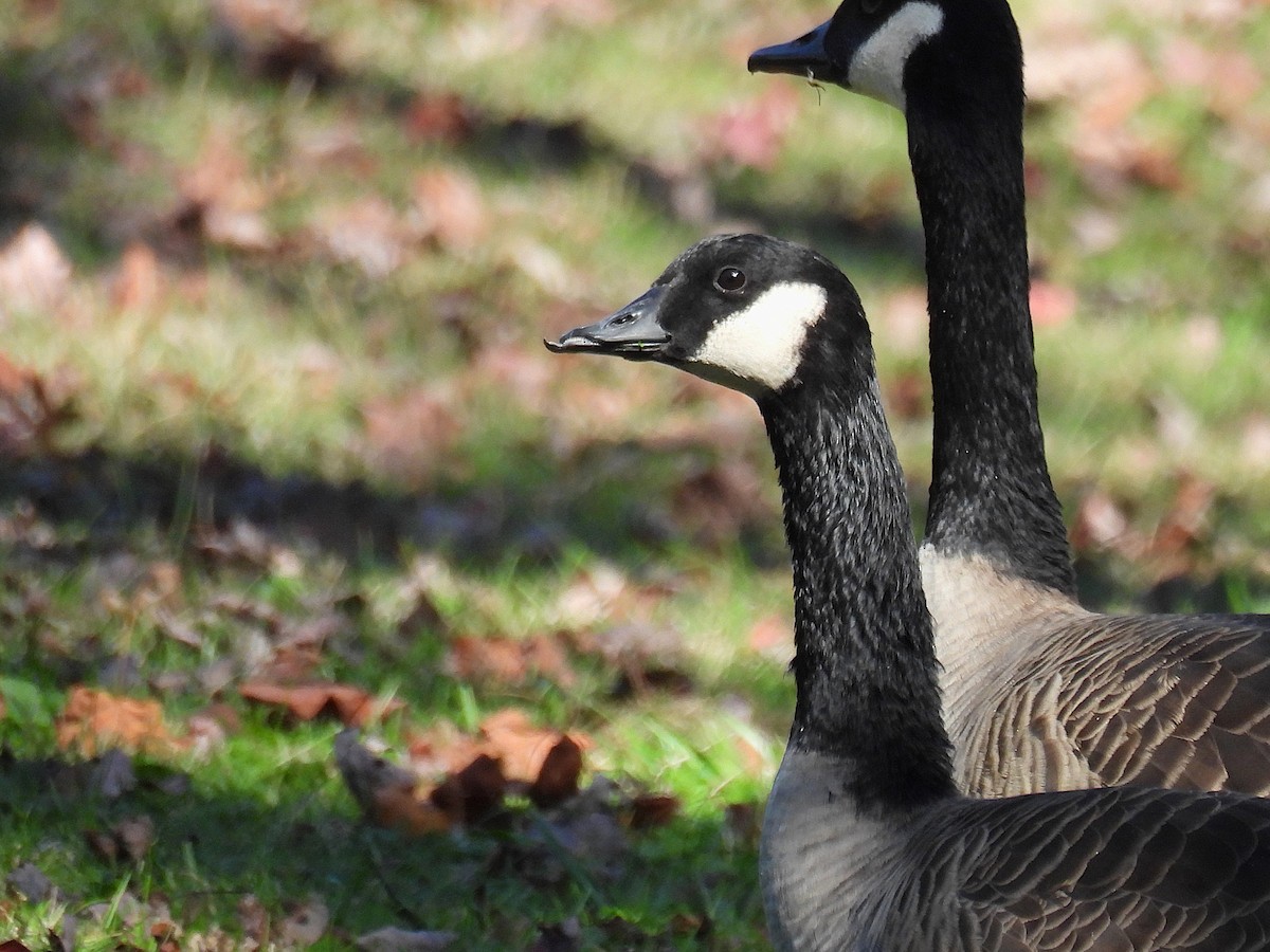 Kanadagans - ML646778892