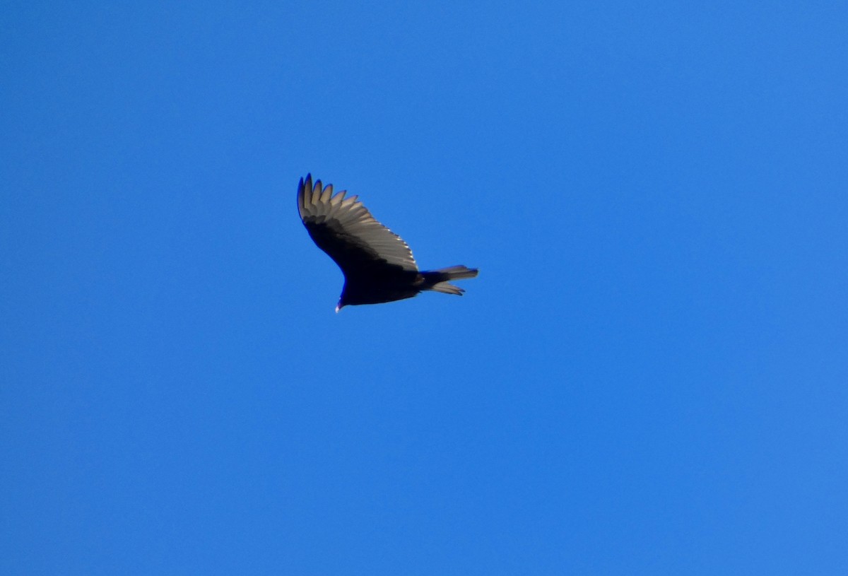 ヒメコンドル - ML646778894