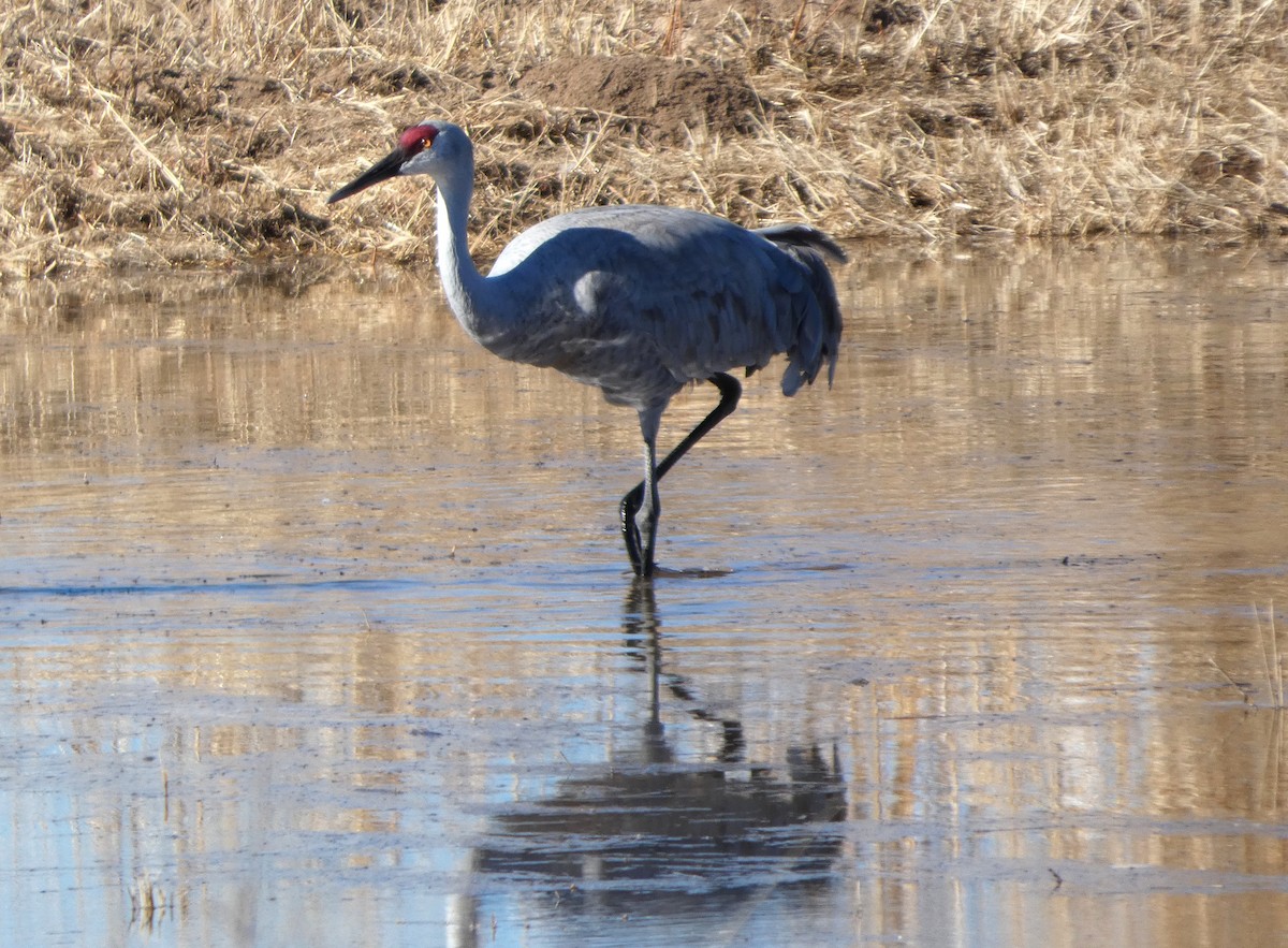 Grue du Canada - ML646778895