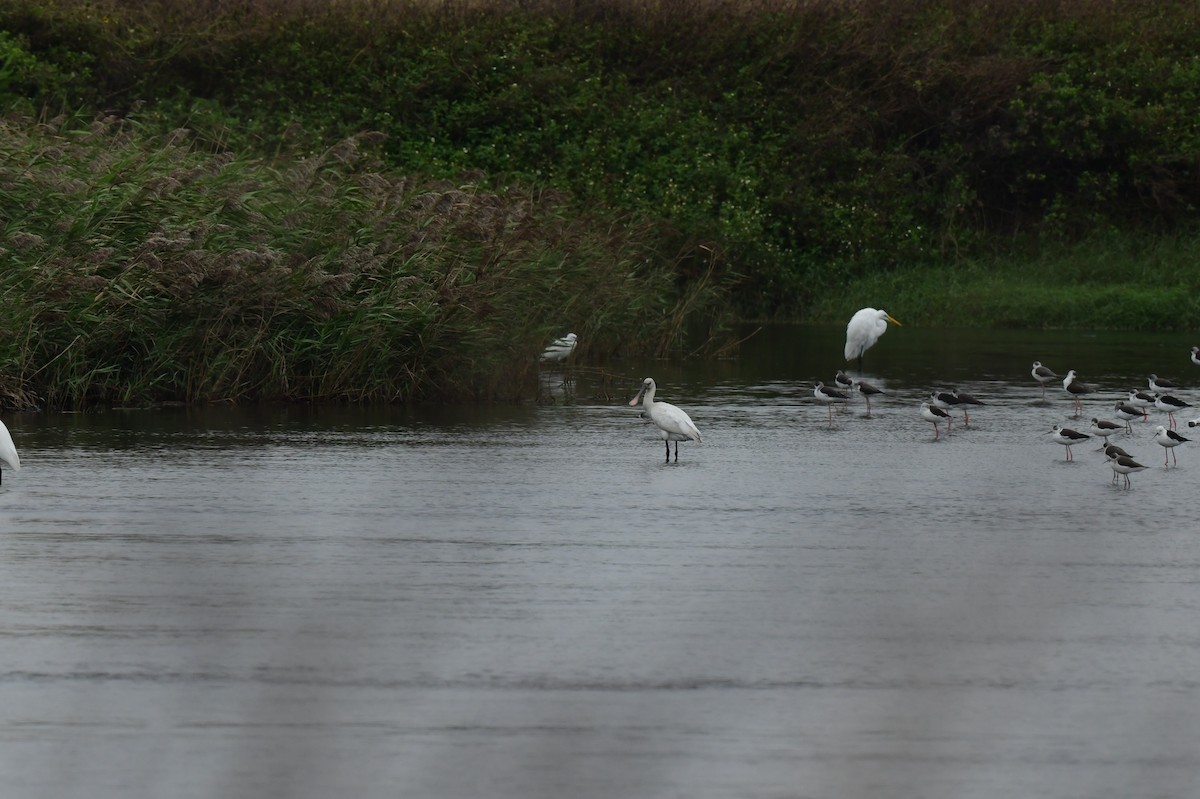 skjestork - ML646778896