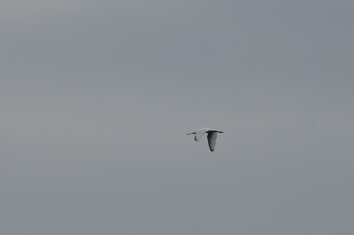 kinaskjestork - ML646778898