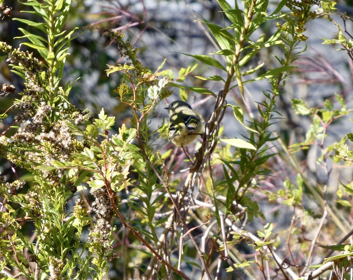 rubinfuglekonge - ML646778899