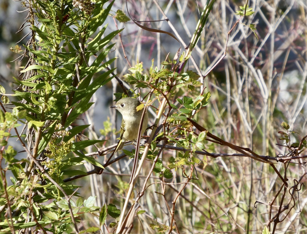 rubinfuglekonge - ML646778900