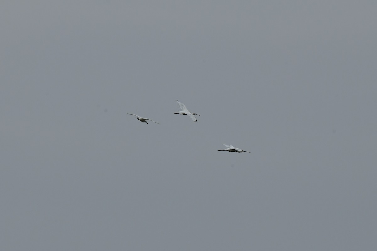 kinaskjestork - ML646778901