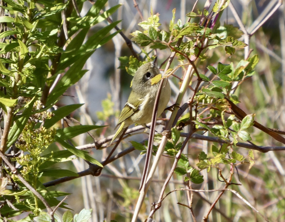 rubinfuglekonge - ML646778902