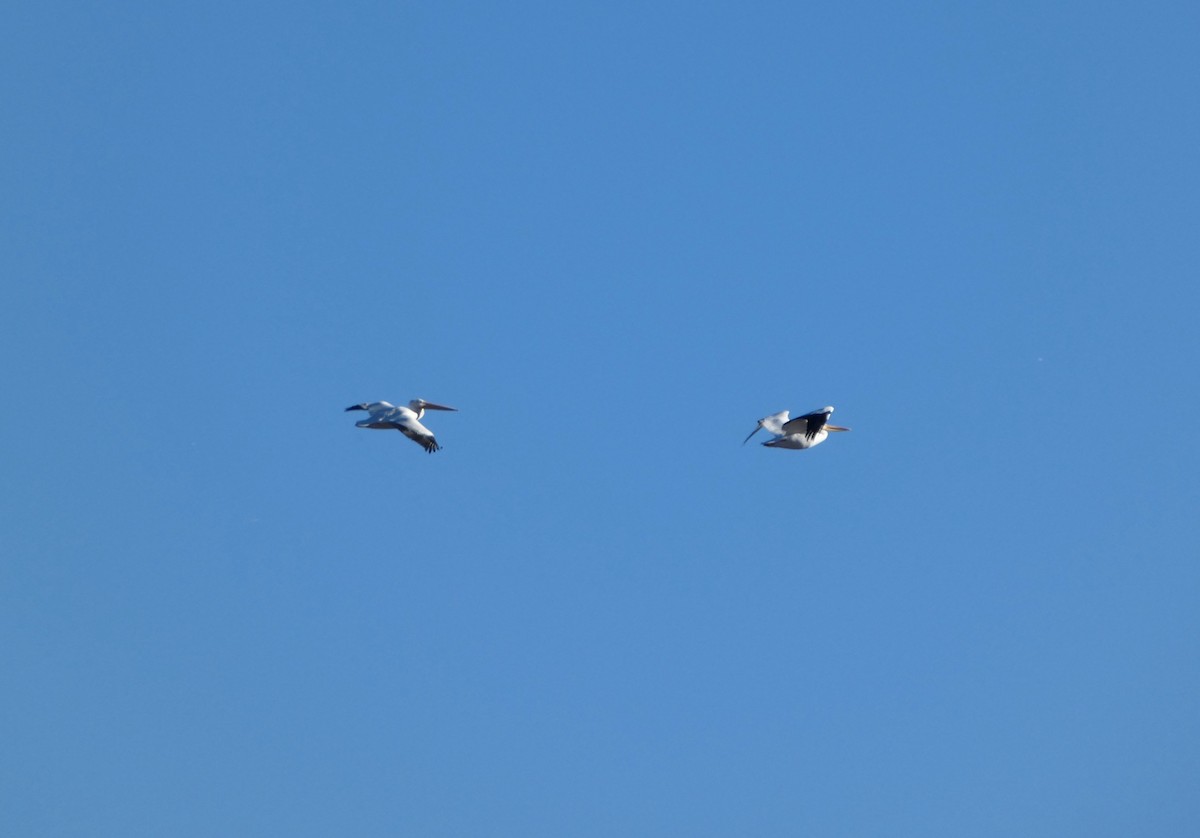 amerikapelikan - ML646778903