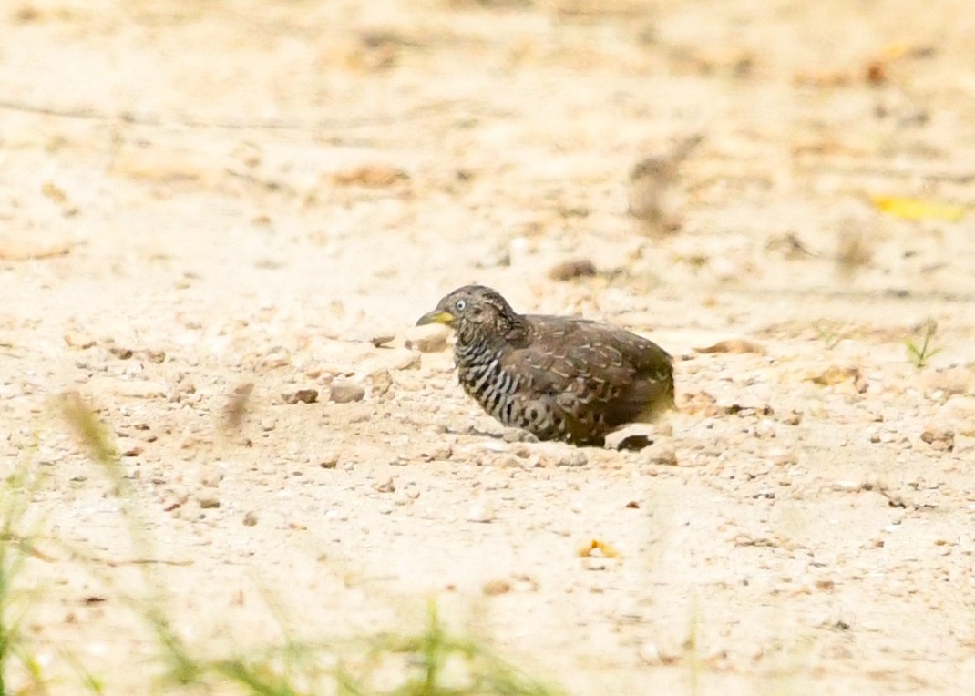 båndspringvaktel - ML646778904