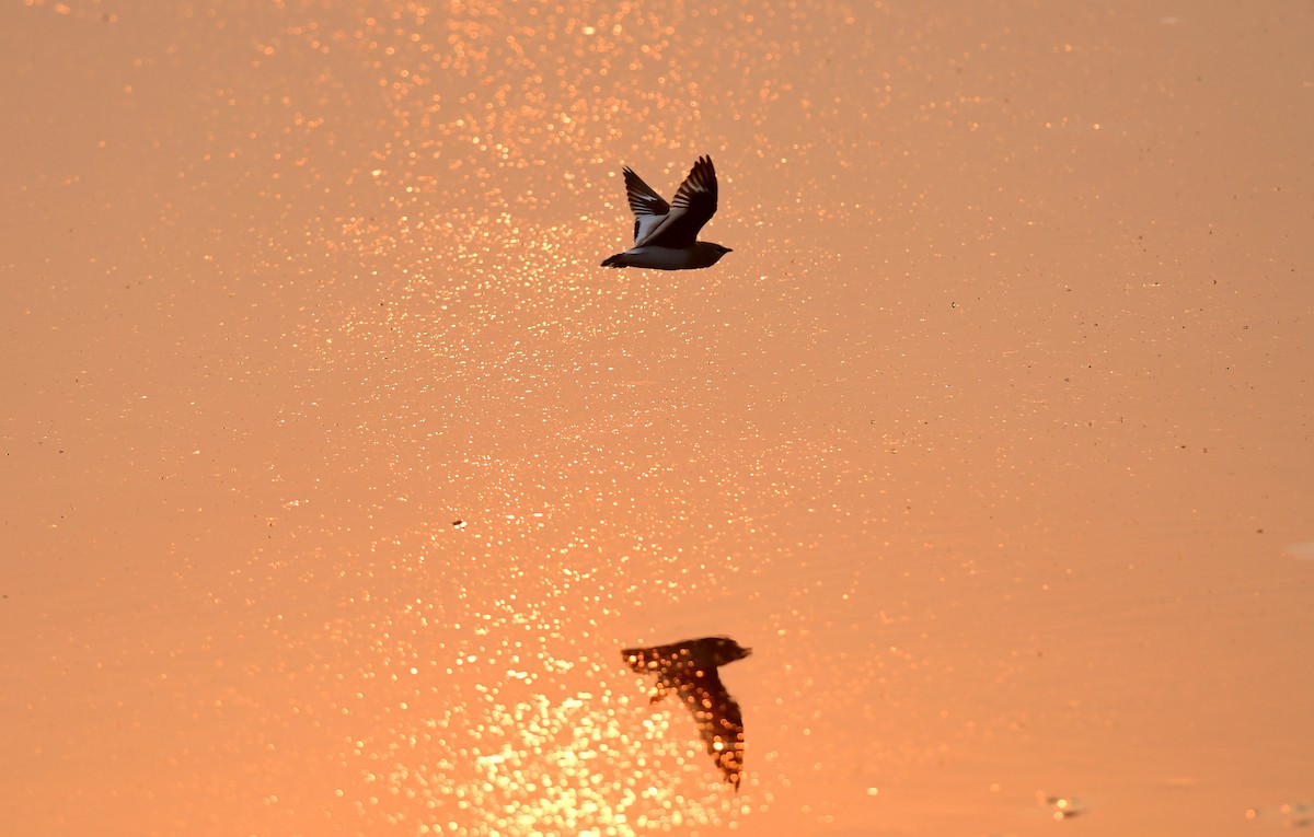 Küçük Bataklıkkırlangıcı - ML646778905