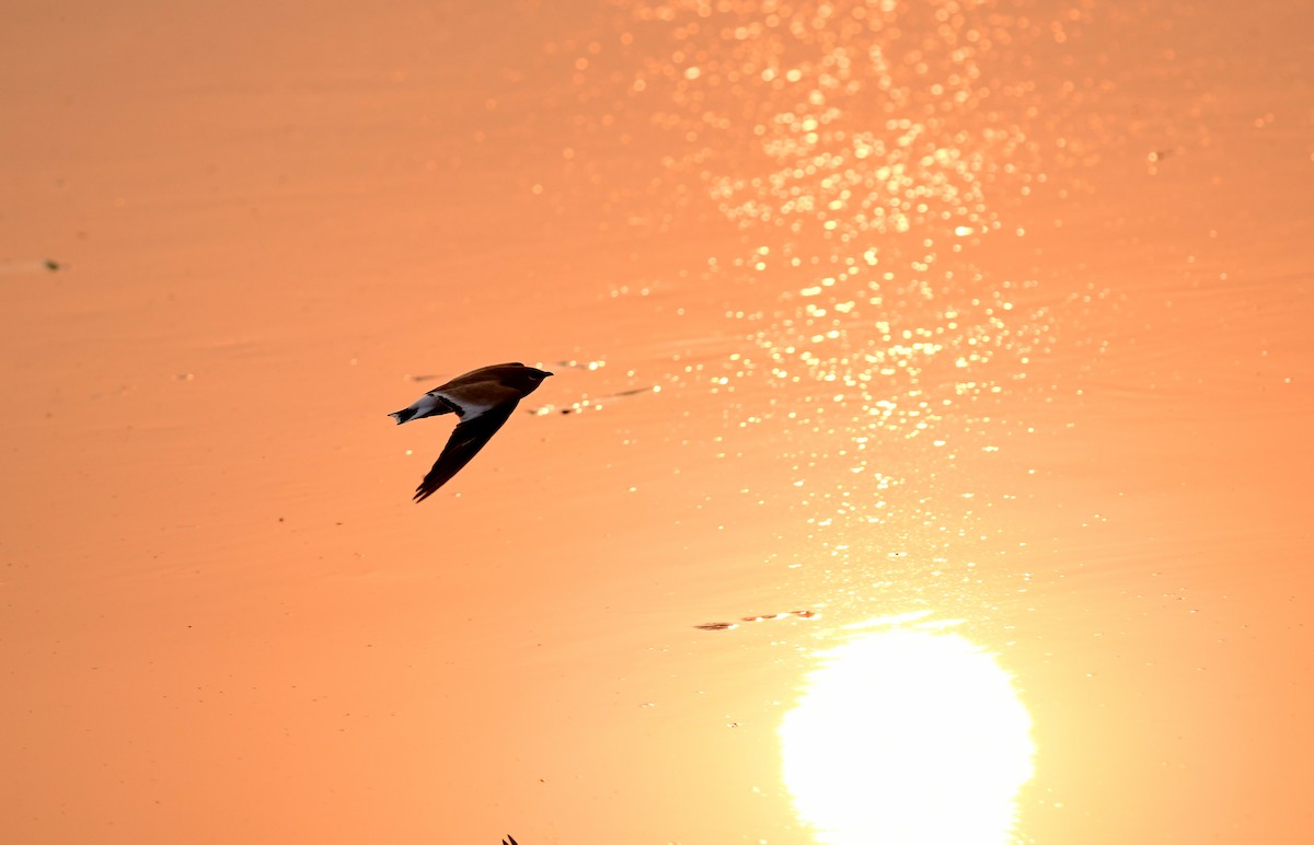 Küçük Bataklıkkırlangıcı - ML646778906