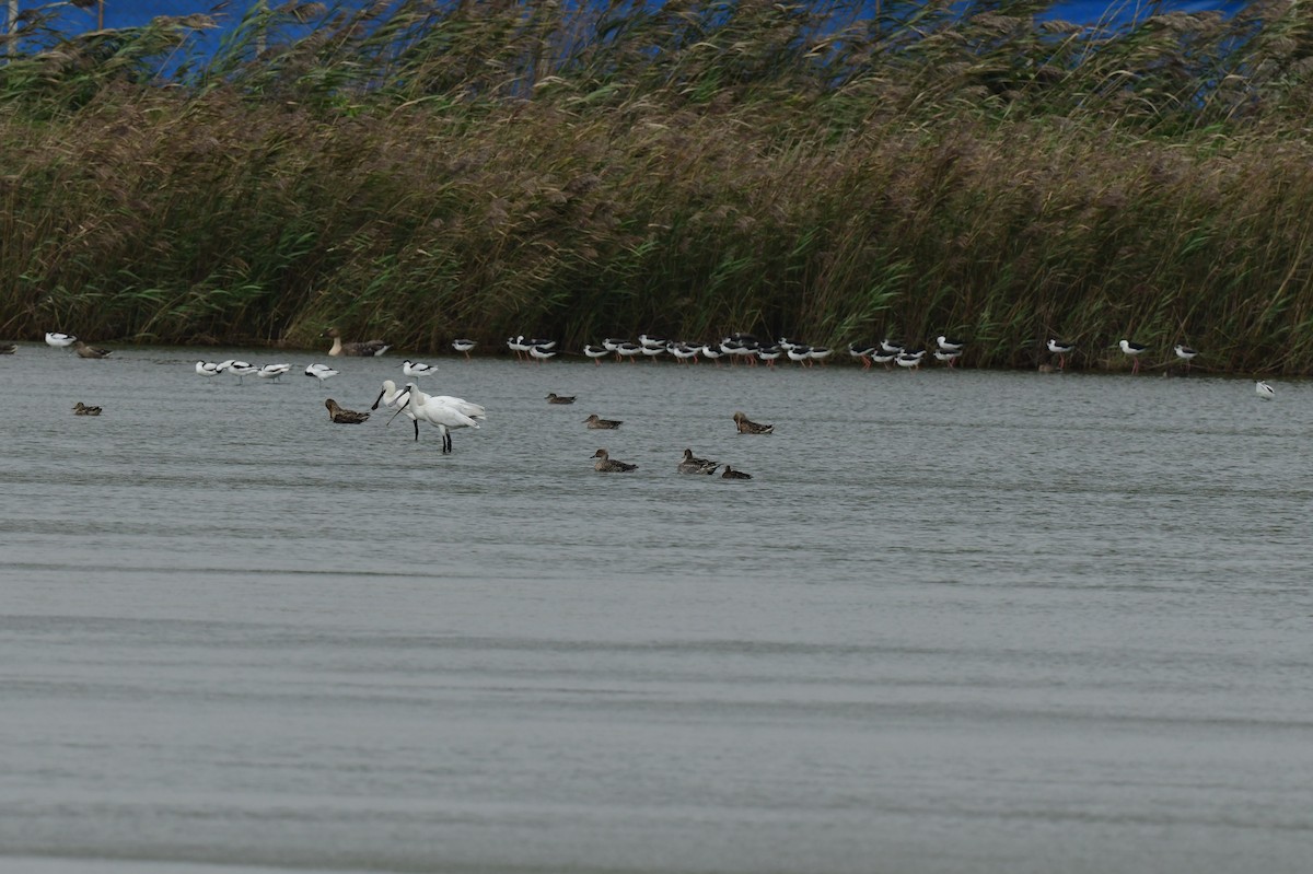 kinaskjestork - ML646778907