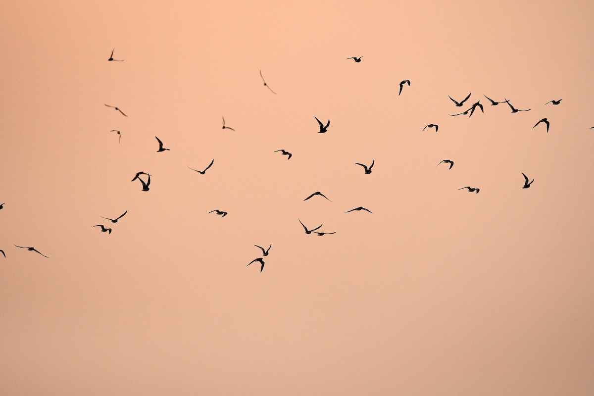 Küçük Bataklıkkırlangıcı - ML646778908