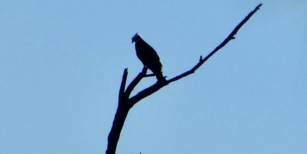 fiskeørn - ML646778909