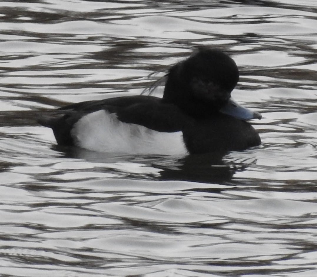 toppand - ML646778910