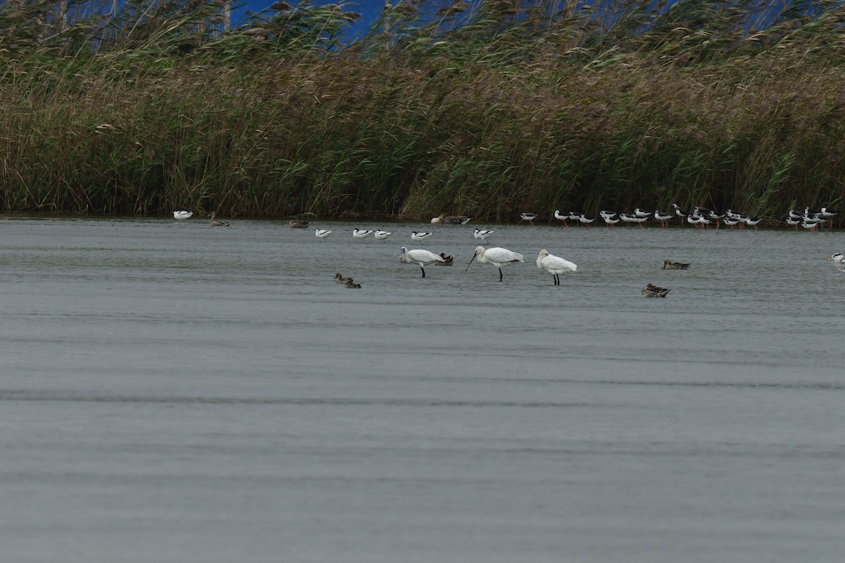 skjestork - ML646778911