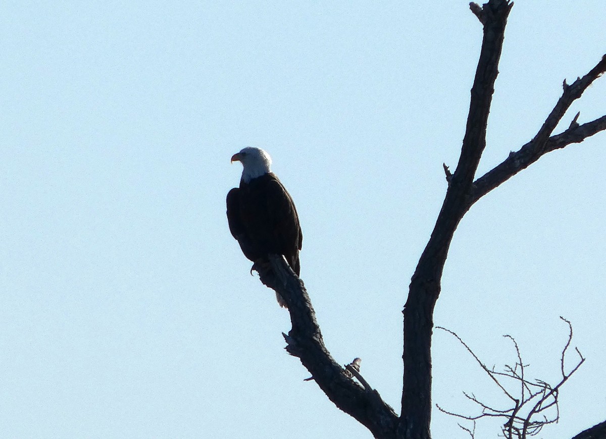 hvithodehavørn - ML646778913