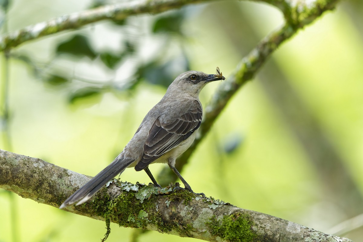 tropespottefugl - ML646778914