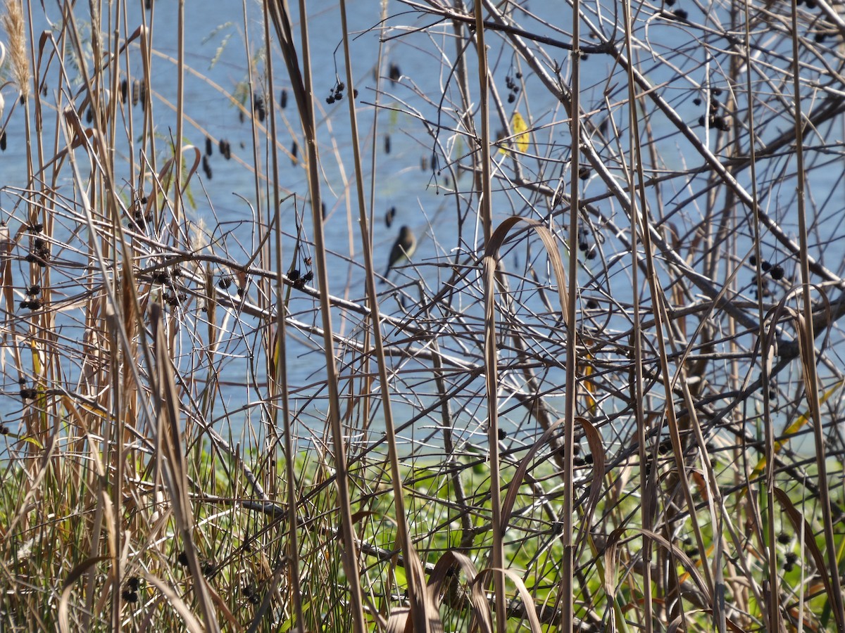 gråfibi - ML646778915